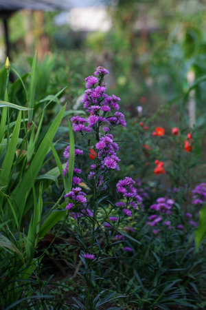 Purple flowers in the garden, selective focus, shallow DOF.の写真素材
