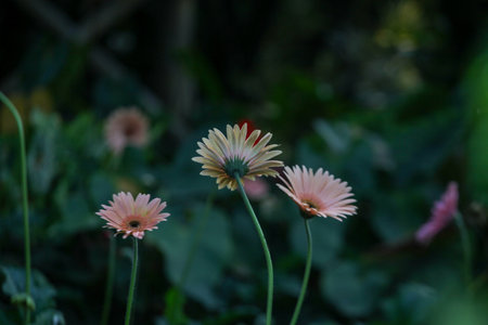 Flowers in the garden on a sunny summer day.の写真素材