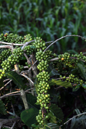 Coffee beans ripening on a tree in a coffee plantationの写真素材