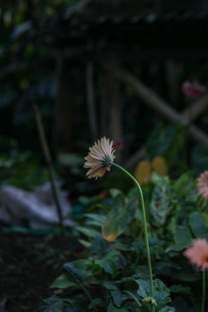 Gerbera flower in the garden, selective focus, shallow DOFの写真素材