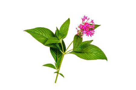 Pink flowers and green leaves isolated on white background. Clipping pathの写真素材
