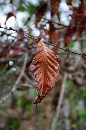 Dry leaves on the branches of a tree in the garden.