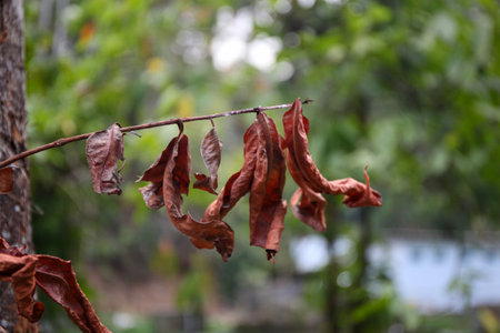 Dried leaves on the tree in the rainforest of Thailand.