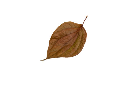 Autumn leaf isolated on white background. Clipping path included.
