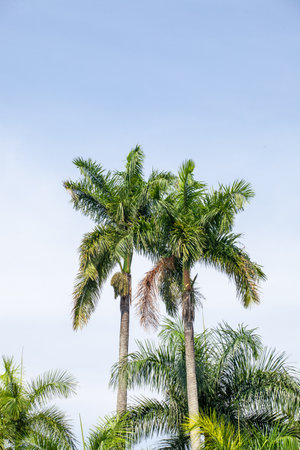 Palm tree on blue sky background, nature background.の写真素材