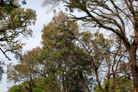 Ferns on a tree in the rainforest of Rio de Janeiroの写真素材