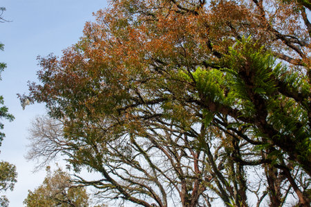 Trees in the park at Doi Inthanon National Park, Thailand.