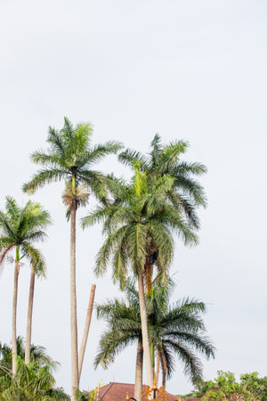 Coconut palm tree on blue sky background, coconut palm treeの写真素材