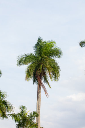 Coconut tree with blue sky background, coconut tree in Thailandの写真素材
