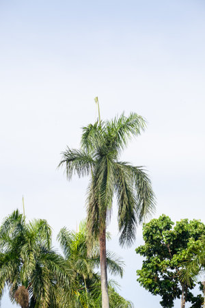 Tree with blue sky background, nature and environment concept, Thailand.の写真素材