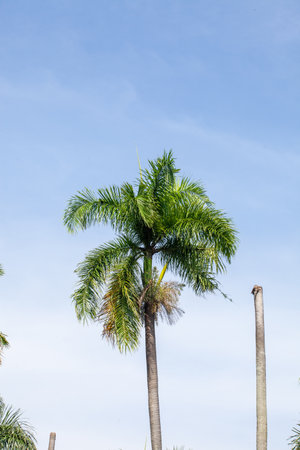 Palm tree on blue sky background. Copy space for text.の写真素材