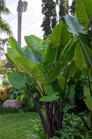Tropical plants in the botanical garden. Nature background.の写真素材