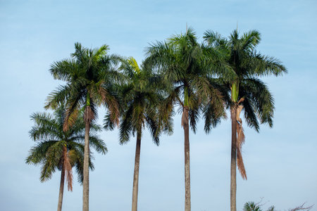 Palm trees against the blue sky. Coconut palm trees in Thailand.の写真素材