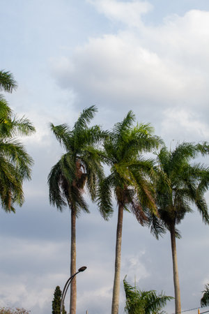 Palm trees with blue sky and white cloud background.の写真素材