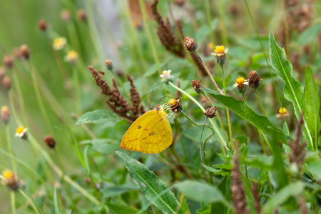 Butterfly on a red flower in the garden with green backgroundの写真素材