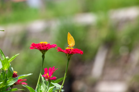 Butterfly on a red flower in the garden with green backgroundの写真素材