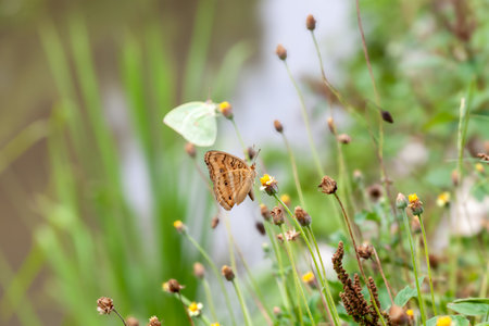 Butterfly on a red flower in the garden with green backgroundの写真素材