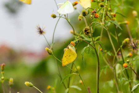 butterfly on flower in the garden, note shallow depth of fieldの写真素材