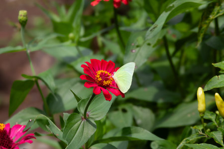 Butterfly on a red zinnia flower in the gardenの写真素材