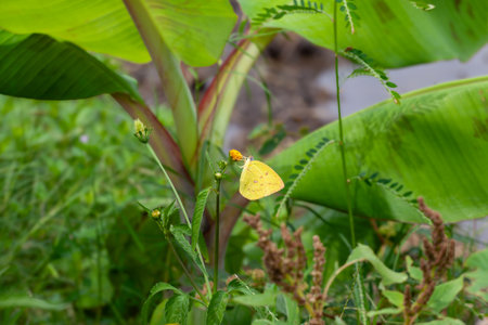 Butterfly on the leaf in the garden at thailand.