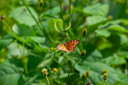 Butterfly on a red flower in the garden with green background
