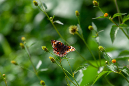 Butterfly on a red flower in the garden with green backgroundの写真素材