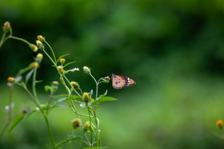 Butterfly on a red flower in the garden with green backgroundの写真素材