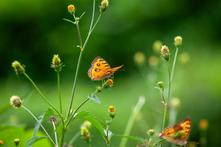 Butterfly on a red flower in the garden with green backgroundの写真素材