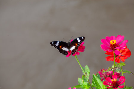 Butterfly on a red flower in the garden with green backgroundの写真素材
