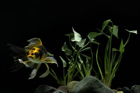 Koi FIsh  platinum background blackの写真素材