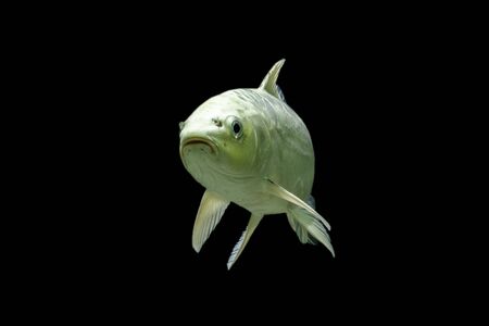 Koi FIsh  platinum background black