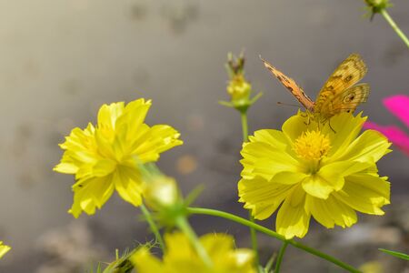 Fantasy tropical butterfly appearing in dreamsの写真素材