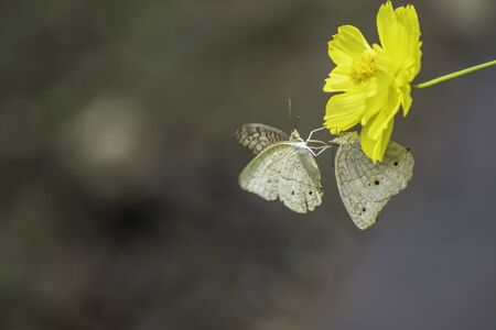 Fantasy tropical butterfly appearing in dreamsの写真素材