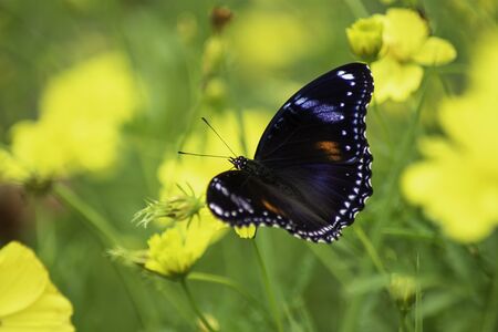 Fantasy tropical butterfly appearing in dreams