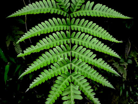 シダ植物の写真 イラスト素材一覧 78 446件 ストックフォトのamanaimages Plus