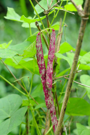 close up photo of red kidney bean