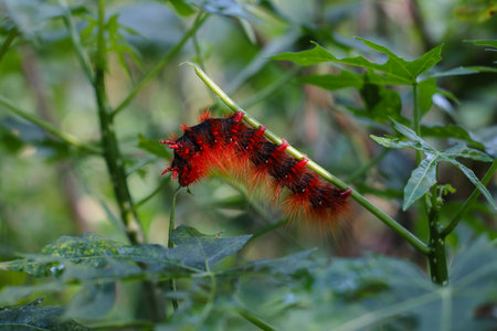 a red caterpillar on a plant stemの写真素材