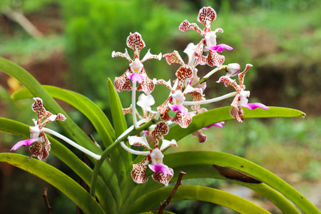 close up photo of purple flowering orchid plant