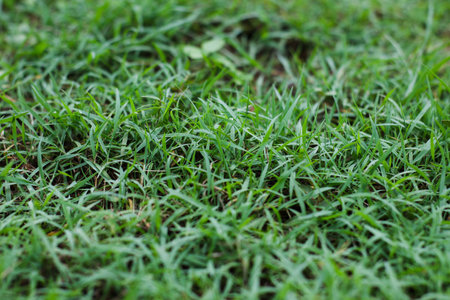 the blades of green grass growing quietly in shaded calm light