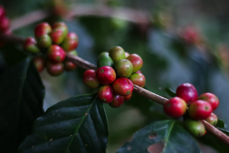 close-up of ripe coffee cherries in sumedang, indonesia, on tree branch.の写真素材