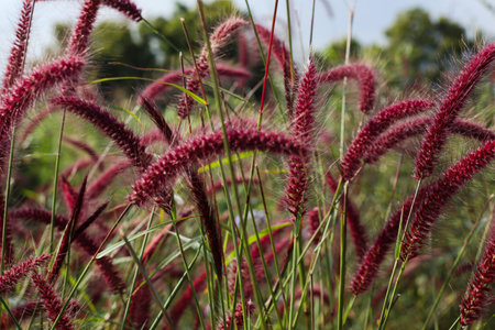 purple fountain grass grows naturally in the open field under bright sunlight
