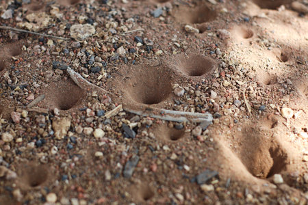 a close-up view of multiple antlion pits on dry sandy ground with small rocks and natural debrisの写真素材