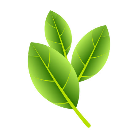 bright green leaves symbolizing freshness, nature, and eco friendly concept in design.のイラスト素材