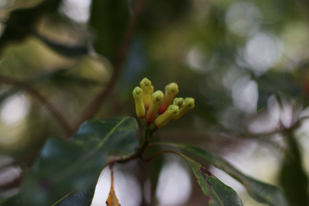 closeup of young clove buds growing on tree branch with blurred natural backgroundの写真素材