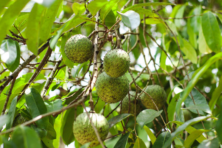 fresh green soursop fruit growing naturally on tree branch under bright sunlight