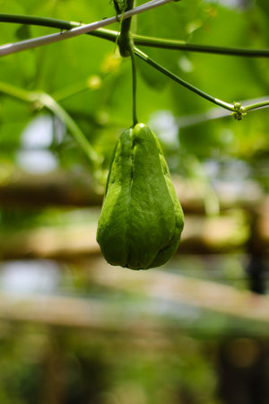 closeup of green chayote fruit growing naturally in tropical garden environmentの写真素材
