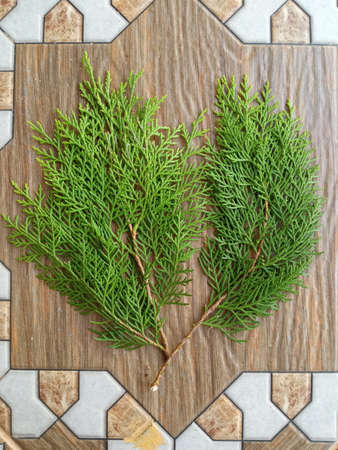 The cypress leaves on the tiledの写真素材