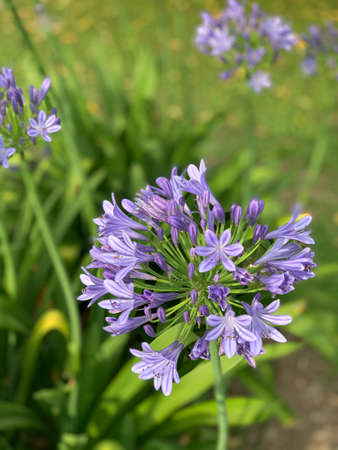 Violet Flower in my Countryの写真素材