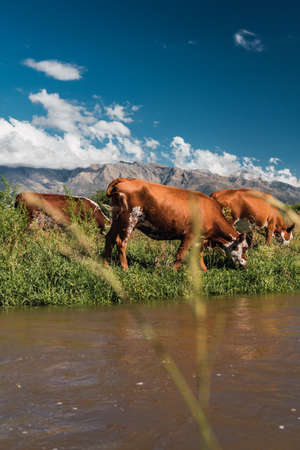 Group a cows eat and rest in a side of riverの写真素材