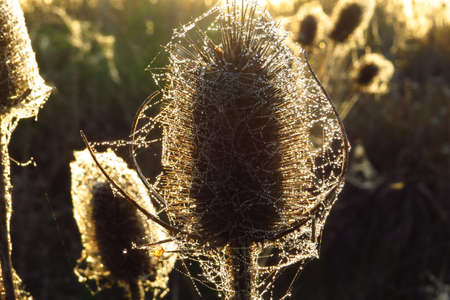 cactus close up in the sunriseの写真素材